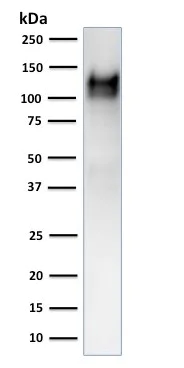 Western blot - Anti-CD31 antibody [C31.3 + JC/70A] (AB199012)
