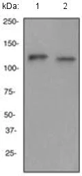 Western blot - Anti-CD31 antibody [EP3095] (AB134168)