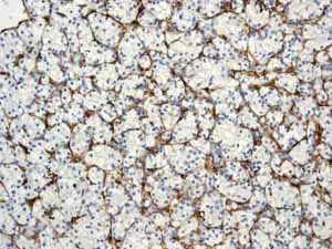 Immunohistochemistry (Formalin/PFA-fixed paraffin-embedded sections) - Anti-CD31 antibody [EP3095] - BSA and Azide free (AB226157)