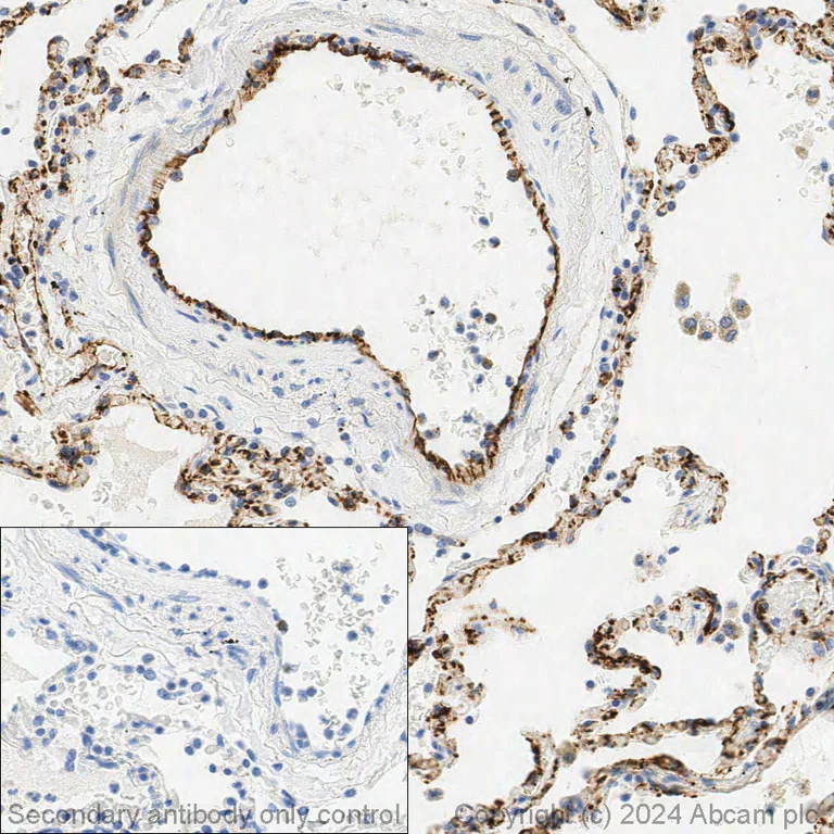 Immunohistochemistry (Formalin/PFA-fixed paraffin-embedded sections) - Anti-CD31 antibody [EP3095] - BSA and Azide free (AB226157)