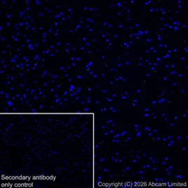 Immunohistochemistry (Frozen sections) - Anti-CD31 antibody [EPR17259] (AB182981)