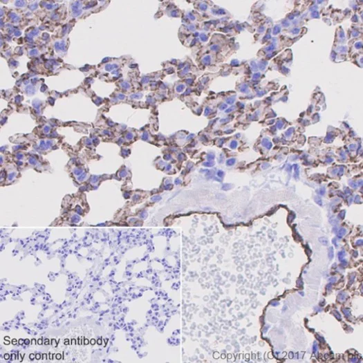 Immunohistochemistry (Formalin/PFA-fixed paraffin-embedded sections) - Anti-CD31 antibody [EPR17259] - BSA and Azide free (AB225883)
