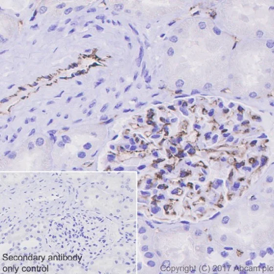 Immunohistochemistry (Formalin/PFA-fixed paraffin-embedded sections) - Anti-CD31 antibody [EPR17259] - BSA and Azide free (AB225883)