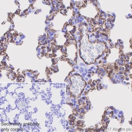 Immunohistochemistry (Formalin/PFA-fixed paraffin-embedded sections) - Anti-CD31 antibody [EPR17259] - BSA and Azide free (AB225883)