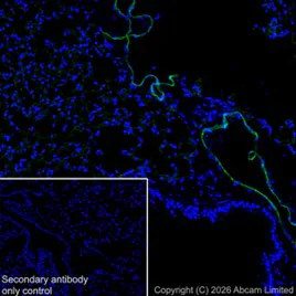 Immunohistochemistry (Frozen sections) - Anti-CD31 antibody [EPR17259] - BSA and Azide free (AB225883)