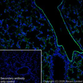 Immunohistochemistry (Frozen sections) - Anti-CD31 antibody [EPR17259] - BSA and Azide free (AB225883)