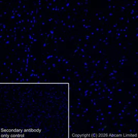 Immunohistochemistry (Frozen sections) - Anti-CD31 antibody [EPR17259] - BSA and Azide free (AB225883)