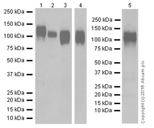 Western blot - Anti-CD31 antibody [EPR17260-254] - BSA and Azide free (AB271994)