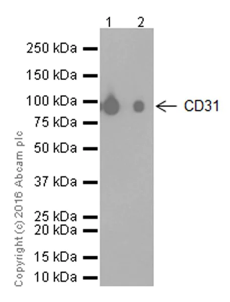 Western blot - Anti-CD31 antibody [EPR17260-254] - BSA and Azide free (AB271994)