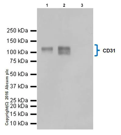 Immunoprecipitation - Anti-CD31 antibody [EPR17260-254] - Low endotoxin, Azide free (AB224260)