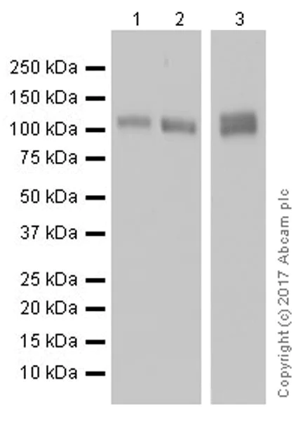 Western blot - Anti-CD31 antibody [EPR17260-263] (AB222783)