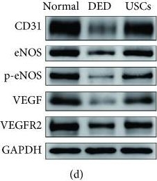 Western blot - Anti-CD31 antibody [EPR17260-263] (AB222783), expandable thumbnail