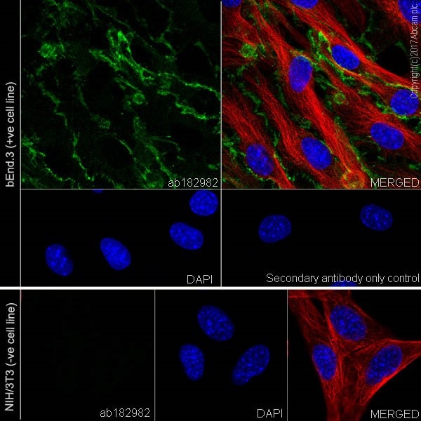 Immunocytochemistry/ Immunofluorescence - Anti-CD31 antibody [EPR17260-263] - BSA and Azide free (AB232533), expandable thumbnail