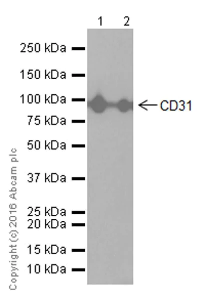 Western blot - Anti-CD31 antibody [EPR17260-265] (AB182982)