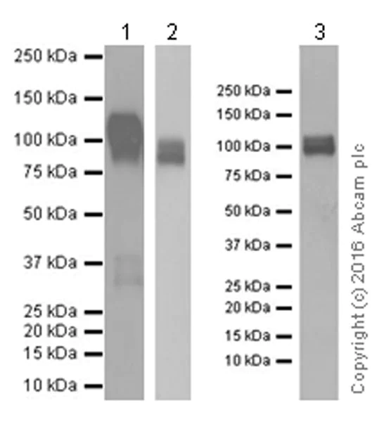 Western blot - Anti-CD31 antibody [EPR17260-265] - BSA and Azide free (AB232227)