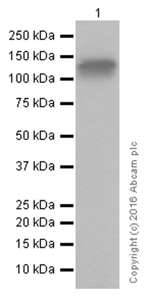 Western blot - Anti-CD31 antibody [EPR3094] (AB76533), expandable thumbnail