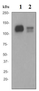 Western blot - Anti-CD31 antibody [EPR3094] (AB76533), expandable thumbnail