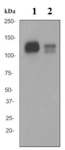 Western blot - Anti-CD31 antibody [EPR3094] (AB76533)