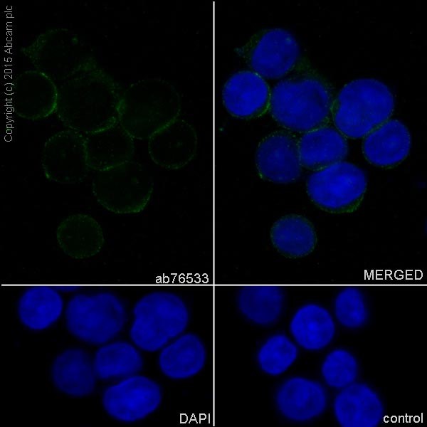 Immunocytochemistry/ Immunofluorescence - Anti-CD31 antibody [EPR3094] - BSA and Azide free (AB207090), expandable thumbnail