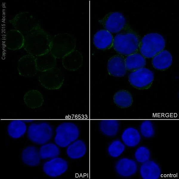 Immunocytochemistry/ Immunofluorescence - Anti-CD31 antibody [EPR3094] - BSA and Azide free (AB207090)