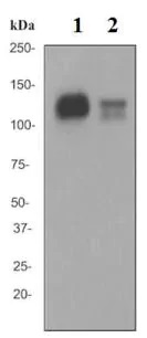 Western blot - Anti-CD31 antibody [EPR3094] - BSA and Azide free (AB207090), expandable thumbnail