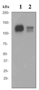 Western blot - Anti-CD31 antibody [EPR3094] - BSA and Azide free (AB207090)