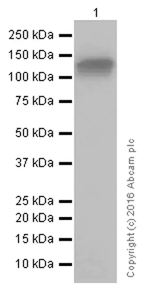Western blot - Anti-CD31 antibody [EPR3094] - BSA and Azide free (AB207090)