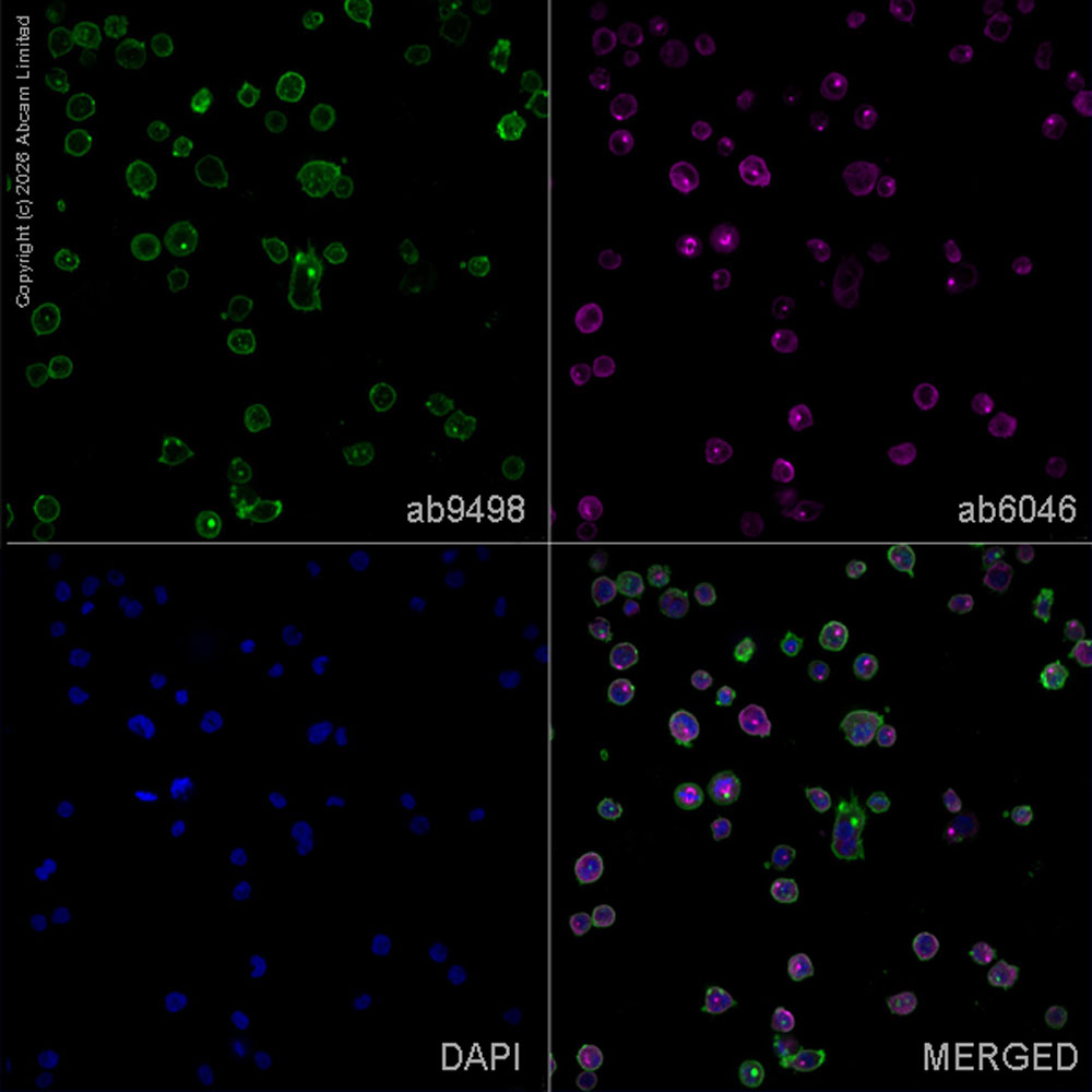 Anti-CD31 抗体 [JC/70A] (ab9498) | Abcam