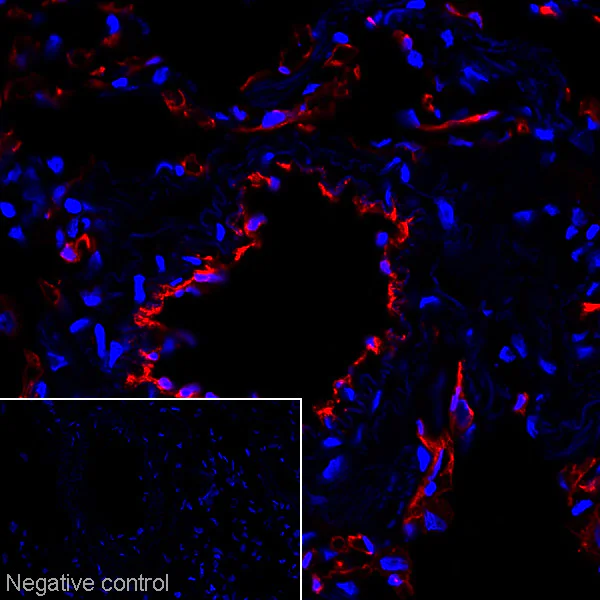 Immunohistochemistry (Frozen sections) - Anti-CD31 antibody [JC/70A] (AB9498)