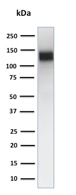 Western blot - Anti-CD31 antibody [JC/70A] - BSA and Azide free (AB212712)