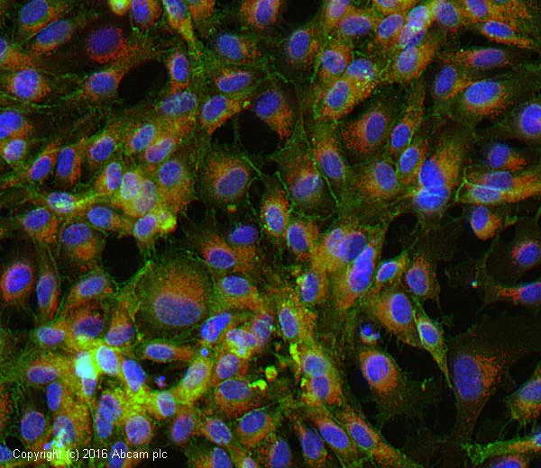 Immunocytochemistry - Anti-CD31 antibody [JC/70A] - BSA and Azide free (AB264090)