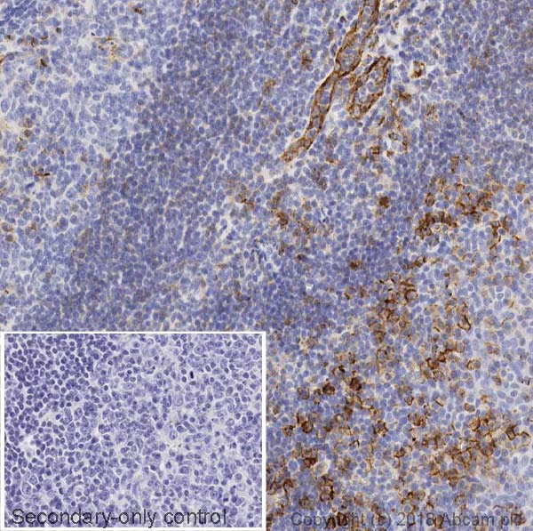 Immunohistochemistry (Formalin/PFA-fixed paraffin-embedded sections) - Anti-CD31 antibody [JC/70A] - BSA and Azide free (AB264090)