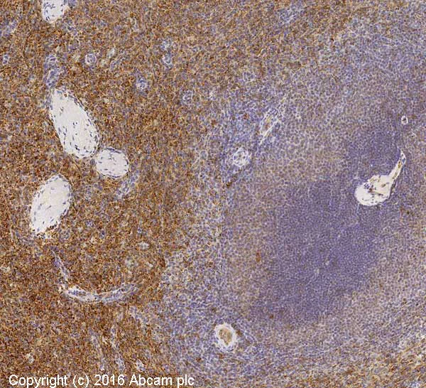 Immunohistochemistry (Formalin/PFA-fixed paraffin-embedded sections) - Anti-CD31 antibody [JC/70A] - BSA and Azide free (AB264090)