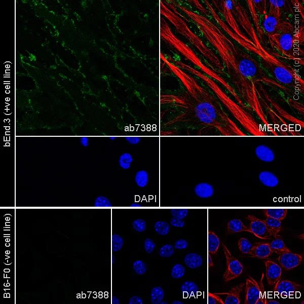 Immunocytochemistry/ Immunofluorescence - Anti-CD31 antibody [MEC 7.46] - BSA and Azide free (AB264486)