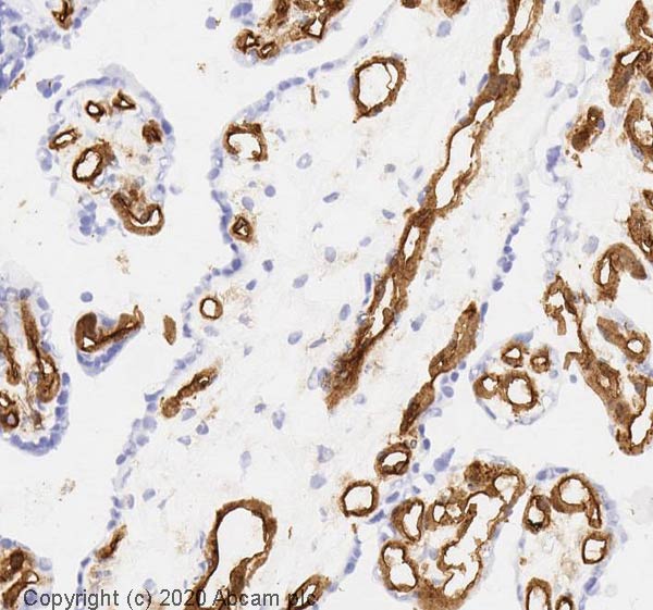 Immunohistochemistry (Frozen sections) - Anti-CD31 antibody [P2B1] (AB24590), expandable thumbnail