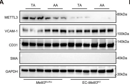 Western blot - Anti-CD31 antibody [P2B1] (AB24590)