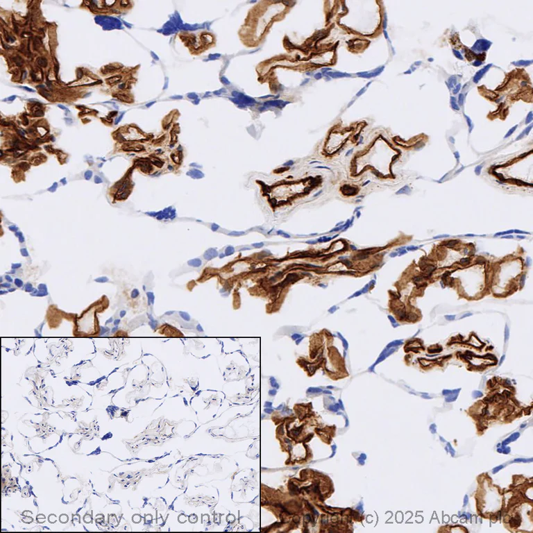 Immunohistochemistry (Frozen sections) - Anti-CD31 antibody [P2B1] - BSA and Azide free (AB264089)