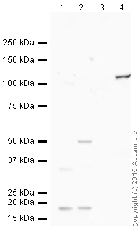 Western blot - Anti-CD31 antibody [P2B1] - BSA and Azide free (AB264089)