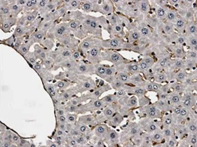 Immunohistochemistry (Formalin/PFA-fixed paraffin-embedded sections) - Anti-CD31 antibody [RM0032-1D12] - BSA and Azide free (AB56299)