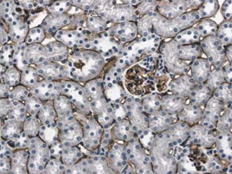Immunohistochemistry (Formalin/PFA-fixed paraffin-embedded sections) - Anti-CD31 antibody [RM0032-1D12] - BSA and Azide free (AB56299)