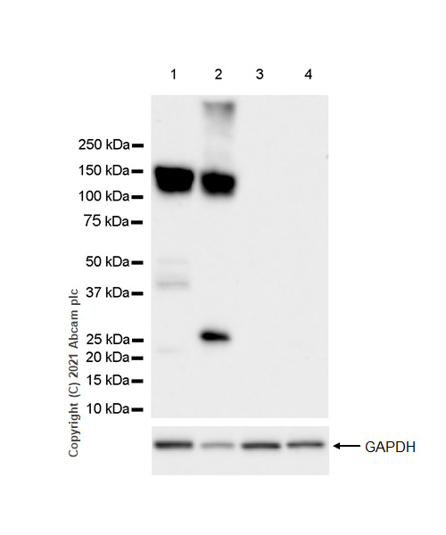 Western blot - Anti-CD31 antibody [RM1006] (ab281583), expandable thumbnail