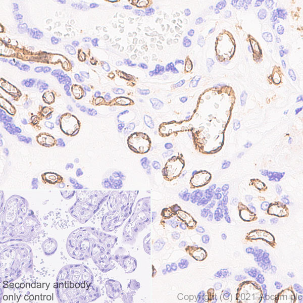 Immunohistochemistry (Formalin/PFA-fixed paraffin-embedded sections) - Anti-CD31 antibody [RM1006] - BSA and Azide free (AB282746), expandable thumbnail