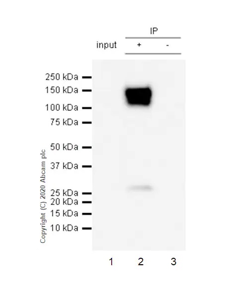 Immunoprecipitation - Anti-CD31 antibody [RM1006] - BSA and Azide free (AB282746), expandable thumbnail