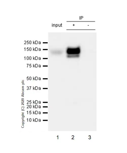 Immunoprecipitation - Anti-CD31 antibody [RM1006] - BSA and Azide free (AB282746), expandable thumbnail