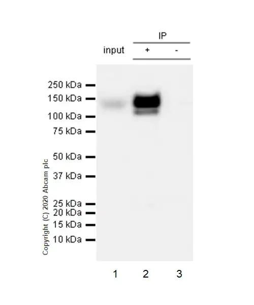 Immunoprecipitation - Anti-CD31 antibody [RM1006] - BSA and Azide free (AB282746)