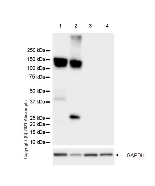Western blot - Anti-CD31 antibody [RM1006] - BSA and Azide free (ab282746), expandable thumbnail