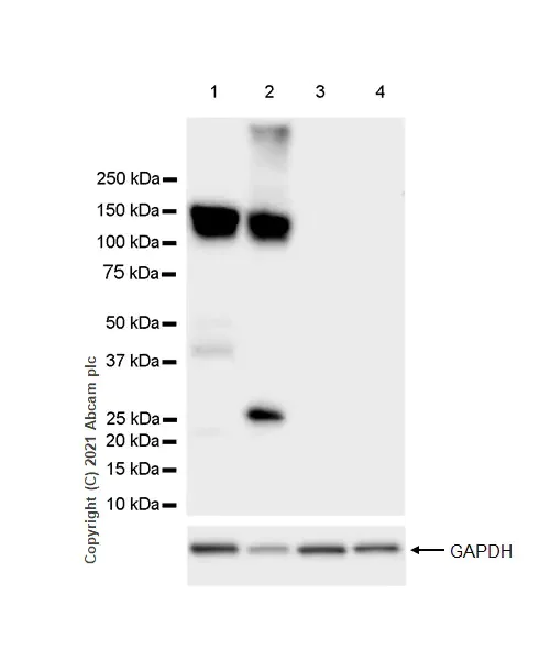 Western blot - Anti-CD31 antibody [RM1006] - BSA and Azide free (AB282746)