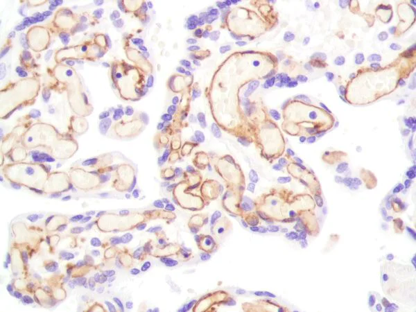 Immunohistochemistry (Formalin/PFA-fixed paraffin-embedded sections) - Anti-CD31 antibody [SP164] - BSA and Azide free (AB243932)