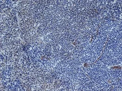 Immunohistochemistry (Frozen sections) - Anti-CD31 antibody [TLD-3A12] (AB64543)