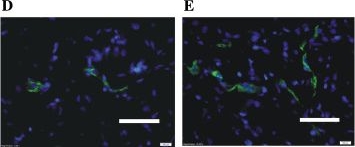 Immunohistochemistry - Anti-CD31 antibody [TLD-3A12] (AB64543)